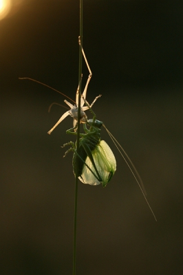 Nog even in het laatste half uurtje van de dag wezen fotograferen. Op dat moment was een Grote groene sabelsprinkhaan aan het uitsluipen. Nog nooit gezien van dit soort!