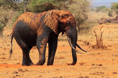 Frisgewassen kwam hij vanuit de plaatselijke drinkpoel, daarna begon hij zich uitgebroeid te bestrooien met het typische rode ijzerhoudende zand van Tsavo.  5 minuten na zijn bad zag hij er zo uit.