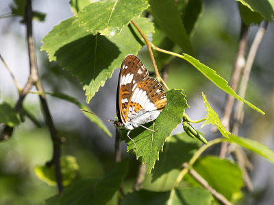 Toen aan het einde van de middag lopen ik in veld ontdekt ik deze heel mooi vlinder on bom tak