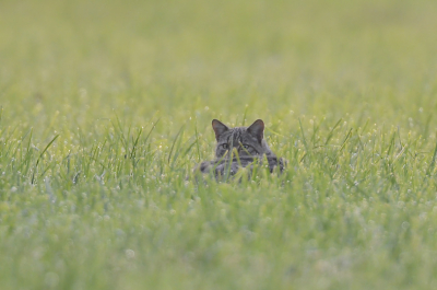 Soms heb je gewoon veel geluk, op mijn vorige foto's van een wilde kat schreef ik dat je ze niet vlug te zien krijgt, dus deze dag 2x geluk. Twee verschillende wilde katten en ze nog kunnen fotograveren, dat maakt je dag meer dan goed.