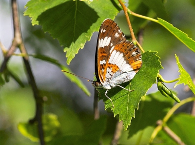 Toen aan het einde van de middag lopen ik in veld ontdekt ik deze heel mooi vlinder on bom tak
