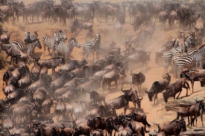 Technisch misschien geen perfecte foto maar ik hou van dit beeld omwille van de sfeer.  De trek van de gnoes naar en door de Masai Mara was net  dagen op gang gekomen, en je ziet het nerveuze gedrag van de gnoes bij het oversteken van de rivier, sommige willen oversteken, anderen draaien terug, enkele individuen willen van de rotsen springen en enkele steppenzebras staan ertussen zenuwachtig te hinniken, aangevuld met het opstijgende stof maakt dat ik met dit beeld zelf iedere keer de sfeer terug kan herbeleven (enkel spijtig dat een foto geluidsloos is, het 'gebrom' van de gnoes maakte dit moment onvergetelijk !).