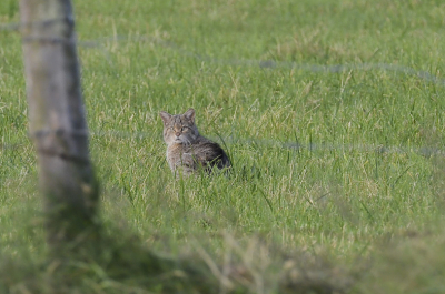 De tweede van die dag, deze was forser gebouwd (denk dat het een kater is). Spijtig van de prikkeldraad die ervoor staat maar het is niet altijd zoals men het wilt.