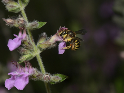 Vorig jaar ben ik begonnen met mijn tuin een stuk insectenvriendelijker te maken, vooral door het vervangen van sommige planten door exemplaren die de insecten meer voedsel verschaffen. Een van de eerste gasten die we mochten verwelkomen was deze grote wolbij. Ook dit jaar zijn ze weer terug en in groter aantal. Niet gemakkelijk te fotograferen,  want altijd in de weer. Deze foto vond ik wel geslaagd.