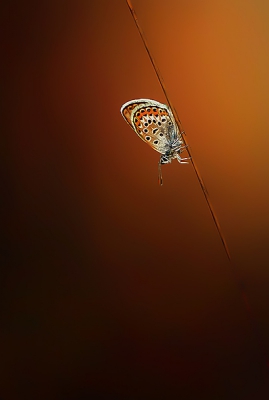 Fraai ochtendlicht was aanwezig toen ik het veld op liep, en na dit prachtige exemplaar gevonden te hebben, snel aan het fotograferen geslagen.