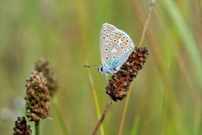 Zonnetje scheen weer eens, wat worden we verwend.
Er waren een aantal Icarusblauwtje, maar om een mooie opname te maken valt niet mee.