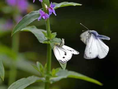 misschien technisch geen hoogstandje, maar wel een unieke gebeurtenis in de tuin, 2 parende witjes, het ging allemaal zo snel, dat het haast niet te fotograferen was, binnen een minuut was het hele ritueel achter de rug.