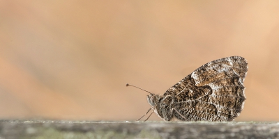 Een van de soorten die ik vorige zaterdag hoopte te vinden en er zaten er gelukkig flink wat. De meesten heb ik zittend op het zand gefotografeerd maar deze zat op een paaltje wat een beetje ongewoon beeld geeft. Dit was n van de laatste foto's van "de stilte voor de storm". Even later in allerijl terug naar de wagen wegens een naderend onweer. Gelukkig alles nog net min of meer droog kunnen houden.
