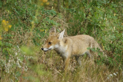 mooie vos in het bos.Mooi vosje in een mooi bosje.MOOie vos is nooit de klos