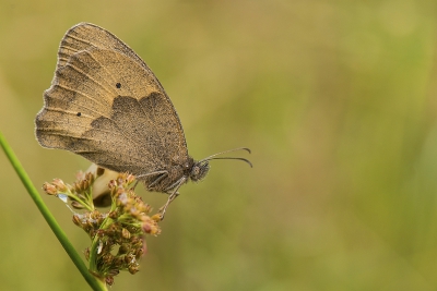 Vroeg opgestaan in de hoop ter plaatse een paar juffers en libellen te kunnen vinden. Door de warme nacht vloog alles al snel in het rond. In een schaduwrijk hoekje toch nog een paar vlinders kunnen vinden die wilden poseren.