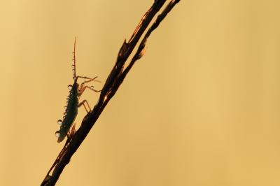 Deze cicade gefotografeerd tijdens het opkomen van de zon, wat terug te zien in de dauwdruppels op het insect.

www.natuurpictures.nl