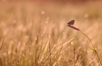 In het ochtendlicht kwam er fraaie kleuren dichtbij de grond. In deze opname bewust meer ruimte gelegd, en gespeeld met bokeh bubbels.