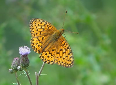 Van de week een mooie zonnige dag gehad,er vlogen verschillende soorten vlinders rond.Waaronder deze mooie soort.
Gr, Geert.
