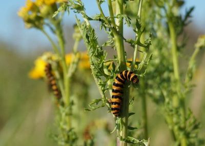 's morgens 8.15 met zonnig warm weer bij de sloten rondom de heemtuin gewandeld
