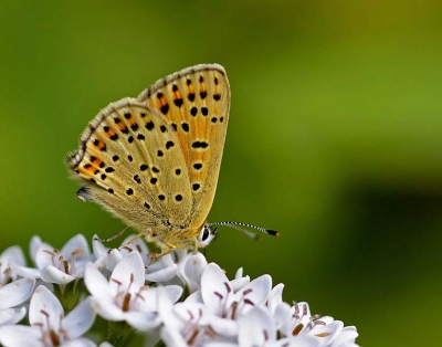 zwetend in de zon op zoek naar vlinders in mijn eigen tuin, er zijn  momenteel best wel veel soorten, waaronder deze vuurvlinder, die even neerstreek op een olifantstaartje.