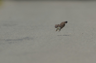 dezelfde omstandigheden als bij de vorige foto. Het is geen topfoto maar persoonlijk vind ik de actie wel mooi. Het is ��n van de jonge hermelijnen die komt afgerend.