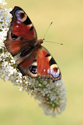 van het voorjaar heb ik een paar struiken geplant in mijn tuin,met als doel om wat meer vlinders aan te trekken.
dat is gelukt!

Groeten Maria