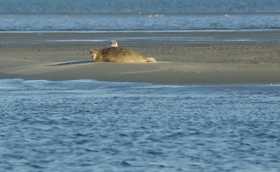 bij den oever met zeehonden tocht mee geweest,en deze vond ik wel erg leuk,het jong wat over de rug van de moeder kijkt!