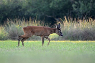 Tijdens het "vogelen" om een mooie kiek te schieten van een buizerd, kwam deze reebok doodleuk en nietsvermoedend langs mij wandelen. Deze gelegenheid kon ik natuurlijk niet laten lopen en hem te "schieten".