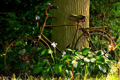 Tijdens een wandeling in mijn vakantie zag ik deze verwilderde hosta staan, die met de oude fiets een mooi stilleven maakte.