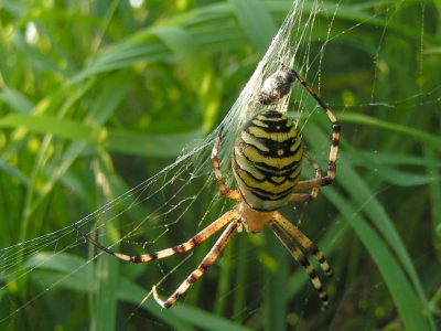 <i class='fa fa-user'></i>&nbsp;huub machiels&nbsp;| Wespspin&nbsp; <i class='fa fa-eye'>&nbsp;669</i> &nbsp;<i class='fa fa-thumbs-up'>&nbsp;1</i> &nbsp; <i class='fa fa-comment-o'>&nbsp;3</i>