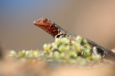 <i class='fa fa-user'></i> flippi1 | Galapagos-lavahagedis  <i class='fa fa-eye'> 373</i>   <i class='fa fa-comment-o'> 0</i>