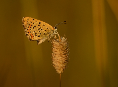 Vroeg in de ochtend deze vlinder op een veldje gevonden. Deze foto gemaakt bij zonsopkomst.