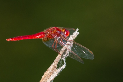 canon zoom100/400 mm - iso 800, f 5.0, 235 mm, 1/800, 17u45, uit de hand