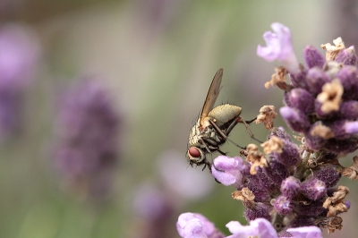 op de lavendel in eigen tuin, deze klein maar toch mooie vlieg ondanks zijn naam.....met  de eenpoot