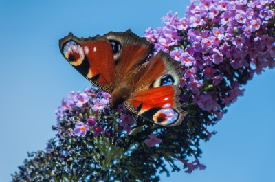 Tijdens de vlindertelling kon ik mooi wat foto's maken van deze schoonheden. De vlinderstruik was natuur d grote trekpleister in de tuin.
