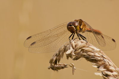 Ik was opzoek naar reen in een groot hoog lang grasveld maar die lieten het afweten, wel zag ik dat hel vol zat met libellen. Helaas niet alle tijd om uitgebreid te gaan fotograferen maar even een uurtje mee bezig geweest, toen ik deze opname maakte zag ik toch achter de sloot wal twee oortjes van een nieuwsgierig ree geitje , de natuur is mooi.