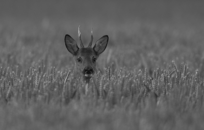 Genomen op zaterdagavond, omgezet in zwartwit wat nog steeds voor mij de roots is van de fotografie
