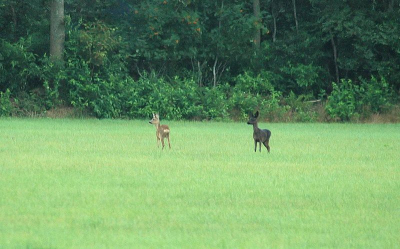 Tijdens een mooie fietstocht door Drenthe/Overijssel zagen we deze "duo penotti" staan. Met een fietstocht neem ik 'm oude D70 en 300mm mee. Vond dat met deze ontmoeting wel jammer dat ik me "goede" spullen niet bij me had. Ooit zo'n donkere ree gezien?