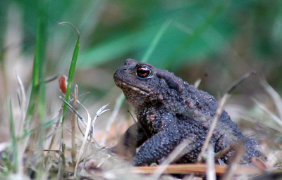 Dit maakt vakantie in Nederland juist zo mooi. In een andere streek kom je ook weer andere diersoorten tegen.