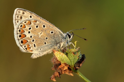 vanmorgen in de ochtendzon, met de eenpoot en met natte knieen....