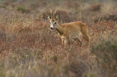 Een niets vermoedende ree kwam van ver mijn kant op lopen. Door laag en achter een boom te zitten kwam hij erg dichtbij. Ik heb vanmorgen weer genoten.

http://www.paul-natuurfoto.nl/