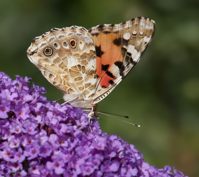 Gisteren een nieuwe macrolens gehaald en die getest op de vlinders in de tuin. Een mooie distelvlinder is een mooi object om te testen.