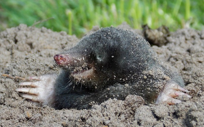 Eindelijk was het dan zover, mijn eerste levende mol die ik op de foto kon zetten. Ik ben er blij mee!