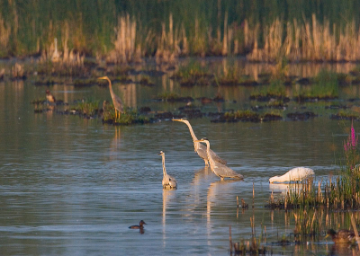 een landschap gevuld met vogels in de zouweboezem op een mooie ochtend in juni.