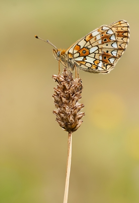 Koude dag, met veel bewolking. In eerste instantie ook nog wind, maar toen de wind ging liggen, hebben we van 10 tot 1 (!) kunnen fotograferen alsof het s'ochtends vroeg was, alleen dan met een lekker temperatuurtje.