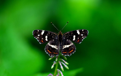 Een in mijn ogen een aparte "Atalanta" met witte stippen om z'n onder vleugels. Ik ben ze zo nog niet tegengekomen of is dit een aparte onder soort?