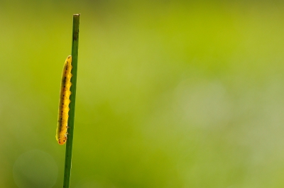 Ha, dacht ik, wat een leuke rups in een beetje tegenlicht. Af en toe nam hij een andere positie in, maar al met al prima te fotograferen. Thuis zoeken naar wat voor rups dit nou is. Blijkt het een soort bladwesplarve te zijn. Even gekeken welke, maar die schijnen moeilijk vanaf een enkele foto te determineren te zijn. Ik dacht aan de Cimbex connatus maar zeker weten doe ik het niet. Is er een kenner onder ons op NP?