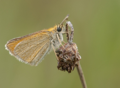 Tijdens het Vlinder fotograferen kwam ik dit dikkopje tegen die mooi vrij zat.