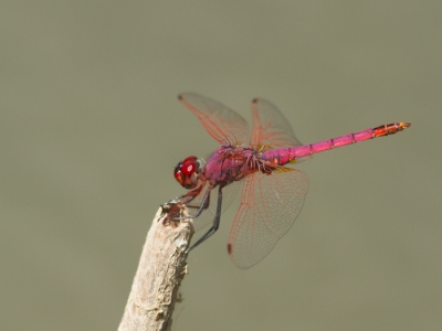 Ik was aangenaam verrast om deze Purperlibel te zien tussen tientallen zwervende heidelibellen. Wat een prachtige libel is dit toch!