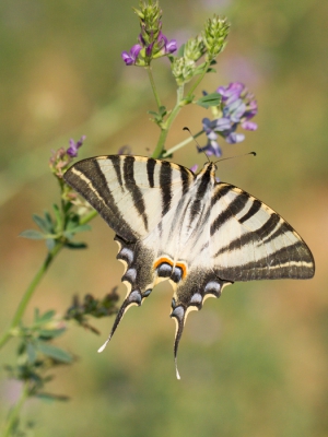 Vlakbij ons vakantiehuisje had ik een heerlijk vlinderveld ontdekt, met volop wilde bloemen, en heel veel vlinders, waaronder deze Koningspage. Helaas bleek het veldje een paar dagen gemaaid en lag er alleen nog een hele grote rol hooi.... Ook de vlinders waren verdwenen.