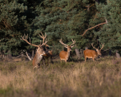 Ben zaterdag middag een poosje naar de NP Hoge Veluwe geweest voor de wild zwijnen te zoeken !!
Zag wel deze heren op het tweede veld langs de wildbaan
Nog enkele weken dan lopen deze niet zo rustig op dit veld.