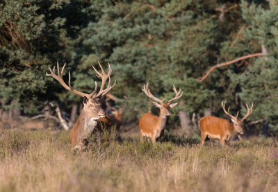 Ben zaterdag middag een poosje naar de NP Hoge Veluwe geweest voor de wild zwijnen te zoeken !!
Zag wel deze heren op het tweede veld langs de wildbaan
Nog enkele weken dan lopen deze niet zo rustig op dit veld.