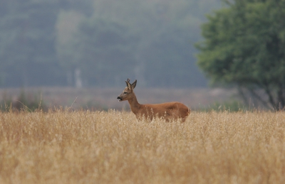 Deze reebok liet zich in de vroege ochtend mooi zien in een roggeveld, waaraan hij zich tegoed deed. De beeldopbouw en het sobere licht spreken mijzelf aan.