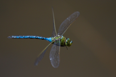 aan rand vijver - juiste moment van stilstand vd libel afwachten - 100/400 mm lens, bewijst zijn nut voor macro opnamen