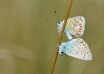 Op aanraden van een liefhebster van mooie plekjes ook eens naar de Schotsman geweest, ik wil gelijk weer terug.. schitterende insectendaar